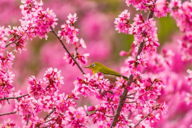 Japon beyaz gözü ve kiraz çiçekleri