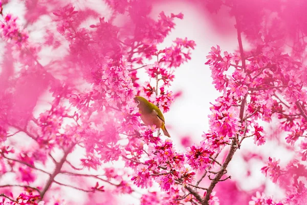 Oeil Blanc Japonais Fleurs Cerisier — Photo