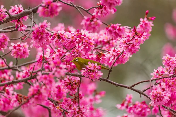 Oeil Blanc Japonais Fleurs Cerisier — Photo