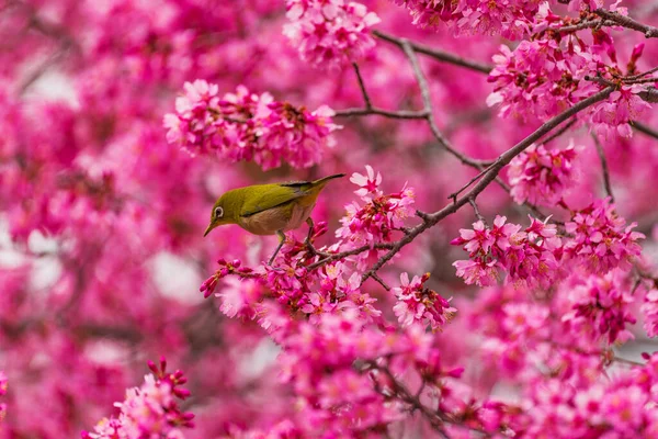 Japanse Witte Ogen Kersenbloesems — Stockfoto