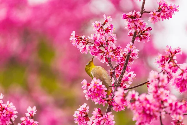 Oeil Blanc Japonais Fleurs Cerisier — Photo