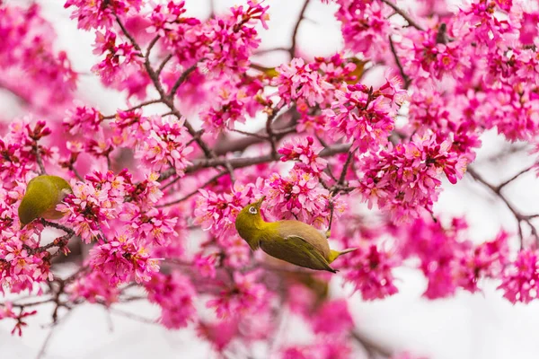 Japanse Witte Ogen Kersenbloesems — Stockfoto