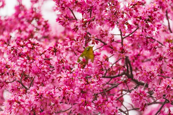 Oeil Blanc Japonais Fleurs Cerisier — Photo