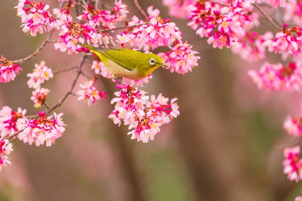 白い目と桜 — ストック写真