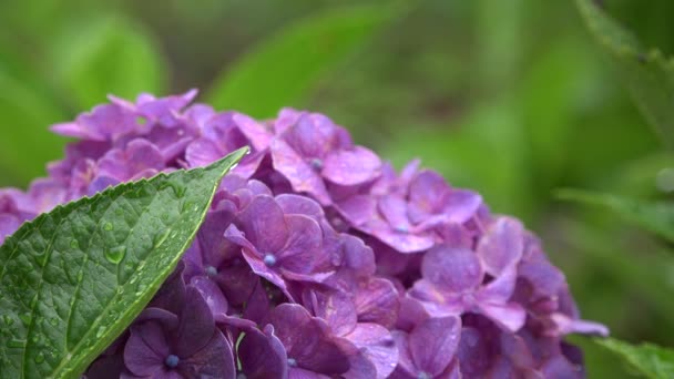 Hydrangea Blommor Regnperiod — Stockvideo