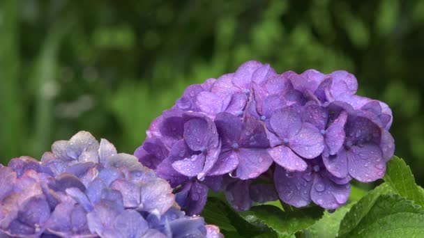 Fleurs d'hortensia, saison des pluies