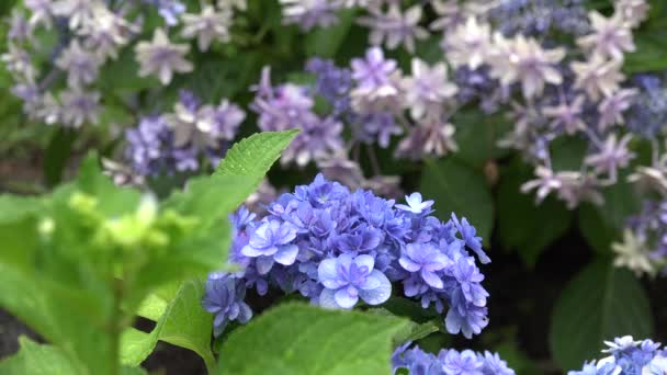 Kwiaty Hortensji Pora Deszczowa — Wideo stockowe