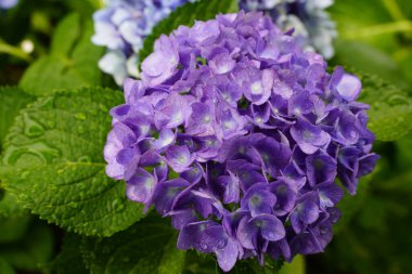 Japon ortancaları yağmur mevsiminde çiçek açar.