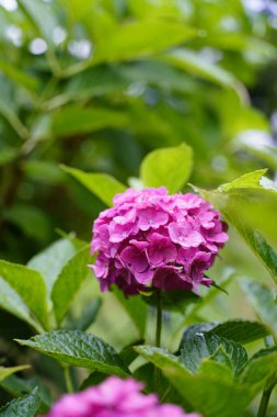Japon ortancaları yağmur mevsiminde çiçek açar.