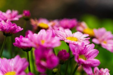 Japon ortancaları yağmur mevsiminde çiçek açar.