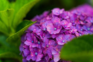 Japon ortancaları yağmur mevsiminde çiçek açar.