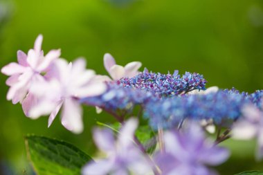 Japon ortancaları yağmur mevsiminde çiçek açar.