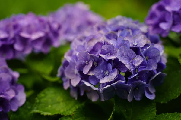 Hydrangea Japonesa Floreciendo Temporada Lluvias — Foto de Stock