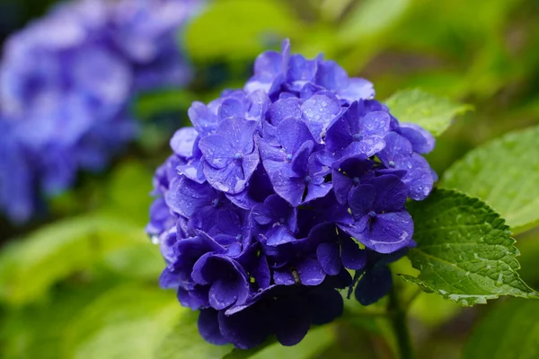 Hydrangea Japonesa Floreciendo Temporada Lluvias — Foto de Stock