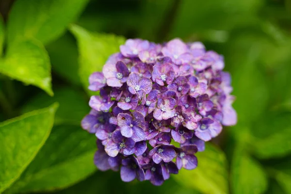 Hortênsia Japonesa Florescendo Estação Chuvosa — Fotografia de Stock