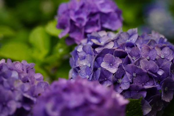 Hortênsia Japonesa Florescendo Estação Chuvosa — Fotografia de Stock