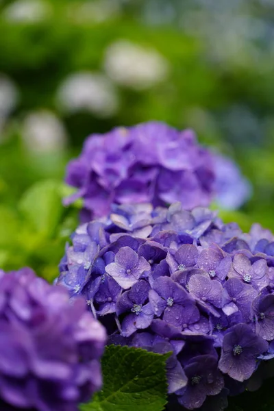 Japanische Hortensie Blüht Der Regenzeit — Stockfoto