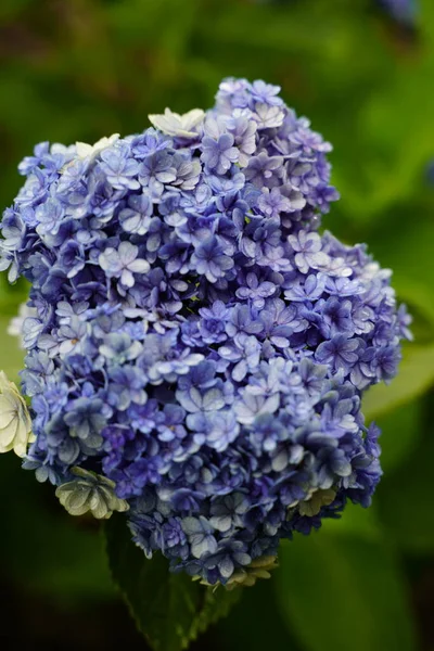 Hydrangea Japonesa Floreciendo Temporada Lluvias — Foto de Stock