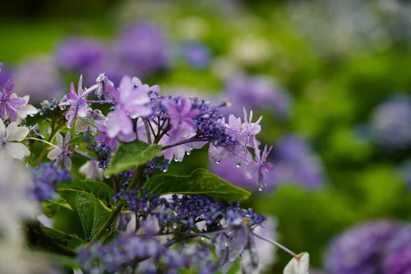 Hortênsia Japonesa Florescendo Estação Chuvosa — Fotografia de Stock