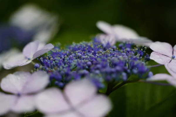 Hydrangea Japonesa Floreciendo Temporada Lluvias — Foto de Stock