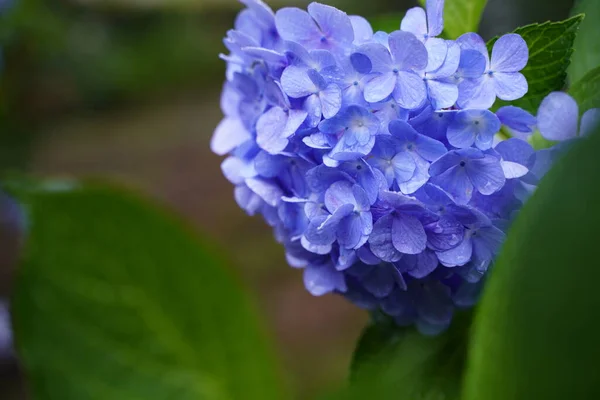 Hydrangea Japonesa Floreciendo Temporada Lluvias — Foto de Stock