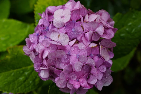 梅雨時に咲くアジサイ — ストック写真