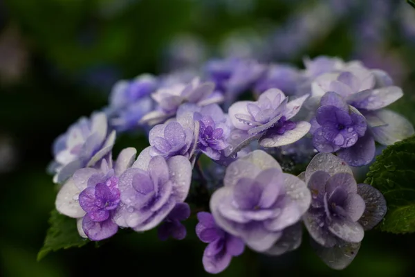 梅雨時に咲くアジサイ — ストック写真