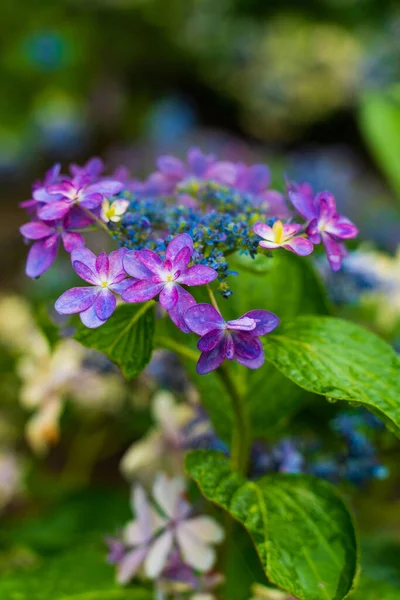 Japanische Hortensie Blüht Der Regenzeit — Stockfoto