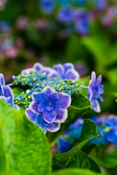 Japanische Hortensie Blüht Der Regenzeit — Stockfoto