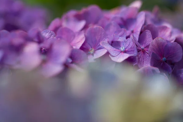 Hortênsia Japonesa Florescendo Estação Chuvosa — Fotografia de Stock