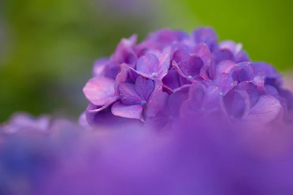 Japanese Hydrangea Blooming Rainy Season — Stock Photo, Image