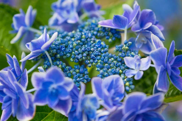 Hortênsia Japonesa Florescendo Estação Chuvosa — Fotografia de Stock