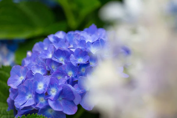 Japanische Hortensie Blüht Der Regenzeit — Stockfoto