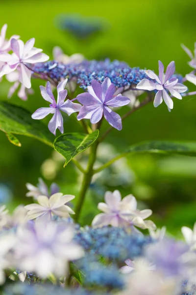 Japanische Hortensie Blüht Der Regenzeit — Stockfoto