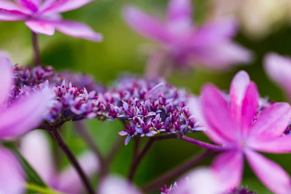 Japanese Hydrangea Blooming Rainy Season — Stock Photo, Image