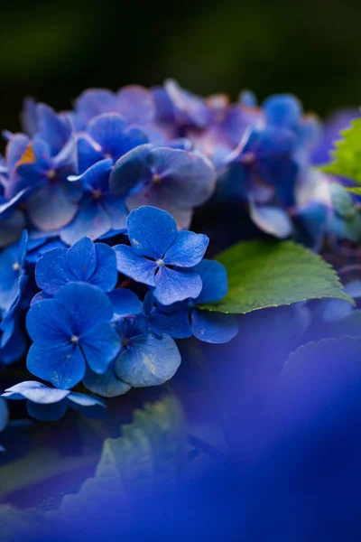 Hydrangea Japonesa Floreciendo Temporada Lluvias — Foto de Stock