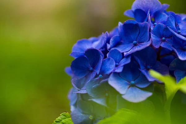 Japanse Hortensia Bloeit Het Regenseizoen — Stockfoto