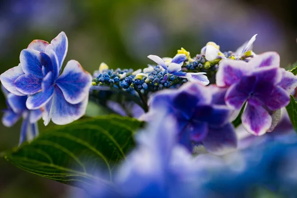 Japanische Hortensie Blüht Der Regenzeit — Stockfoto