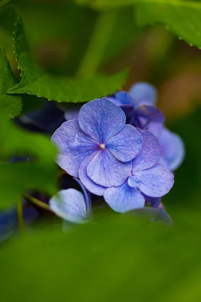 Hortensia Japonaise Fleurissant Dans Saison Des Pluies — Photo