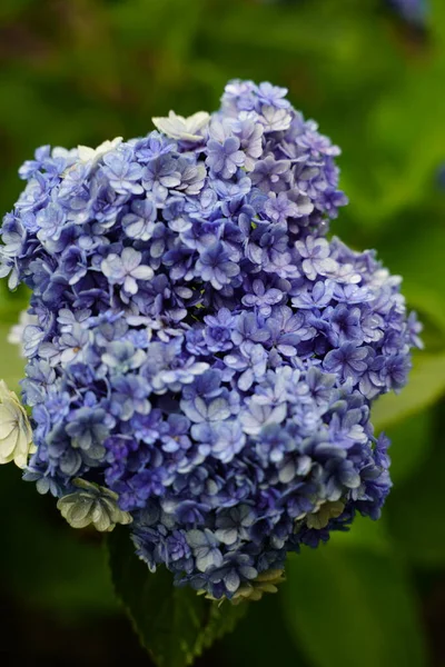 Hortensia Japonaise Fleurissant Dans Saison Des Pluies Images De Stock Libres De Droits