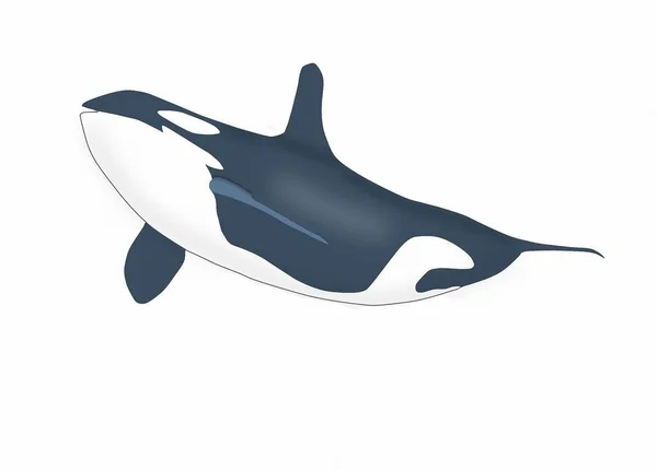 Fauna Schwimmender Delfin Malerei — Stockfoto