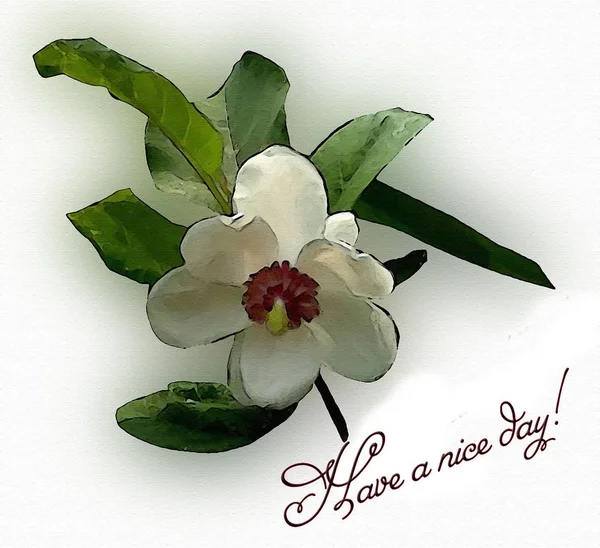 Beatifull Flor Branca Magnólia — Fotografia de Stock