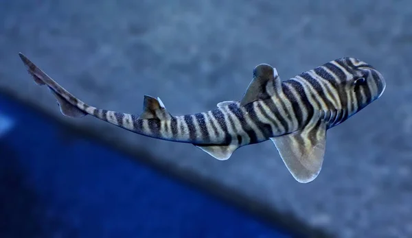 Balık Zebra Balığı Boğa Köpekbalığı — Stok fotoğraf