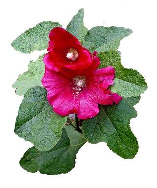 Yaz. Çiçek. Kırmızı ebegümeci.