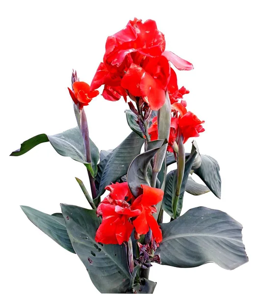 Flor Rea Canna Isolados — Fotografia de Stock