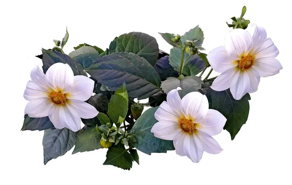 Flores Dálias Brancas Buquê — Fotografia de Stock
