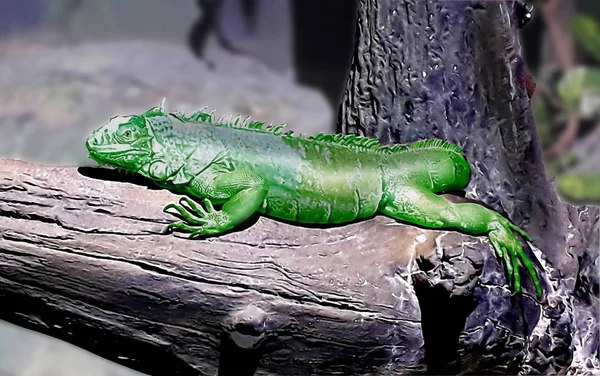 Reptile Iguane Vert Sur Arbre — Photo