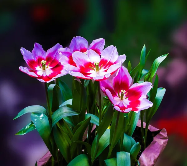 Exhibition of flowers. Red-white tulips.