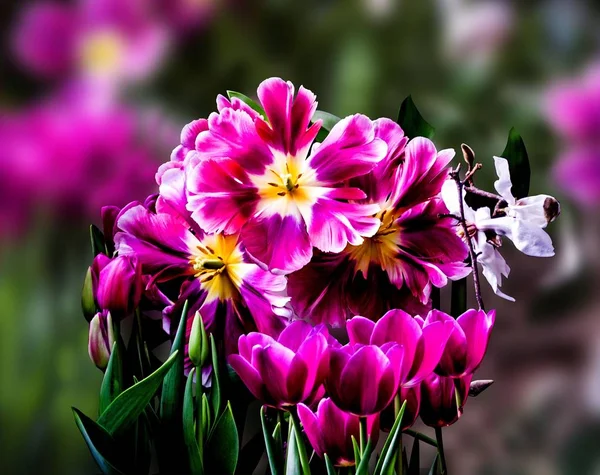 Exhibition Flowers Red Tulips — Stock Photo, Image