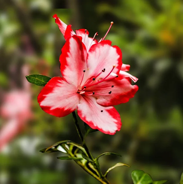 Exhibition of flowers. Red azalea.